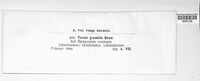 Rutola graminis image